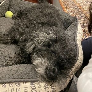 Meet your Posher, Silviya